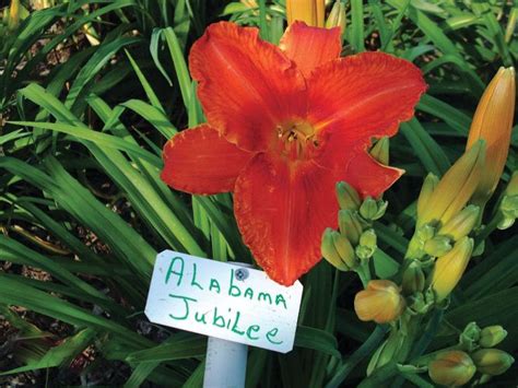 daylily location|daylily farms in north carolina.